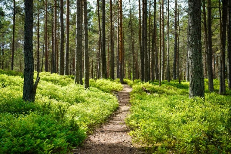 Forest Track